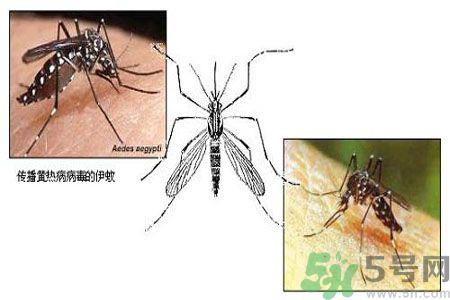 黄热病可以吃水果吗?怎么预防黄热病症状? 黄热病可以吃水果吗?怎么预防黄热病症状?