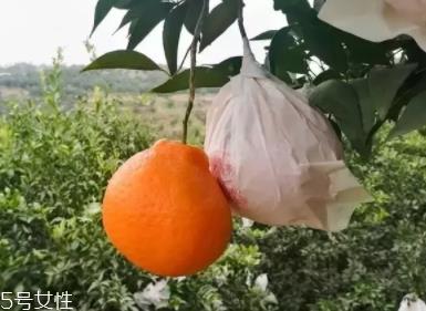 耙耙柑的功效与作用 耙耙柑营养 耙耙柑的功效与作用 耙耙柑营养