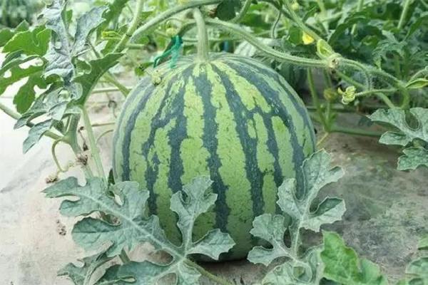 麒麟瓜是无籽西瓜吗 麒麟瓜是哪里产的 麒麟瓜是无籽西瓜吗 麒麟瓜是哪里产的