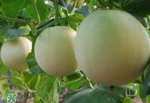 甜瓜能放冰箱吗?甜瓜怎么放冰箱保存? 甜瓜能放冰箱吗?甜瓜怎么放冰箱保存?