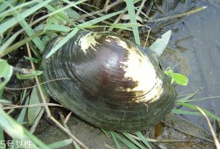 河蚌什么部位不能吃 河蚌不能吃部位图解 河蚌什么部位不能吃 河蚌不能吃部位图解