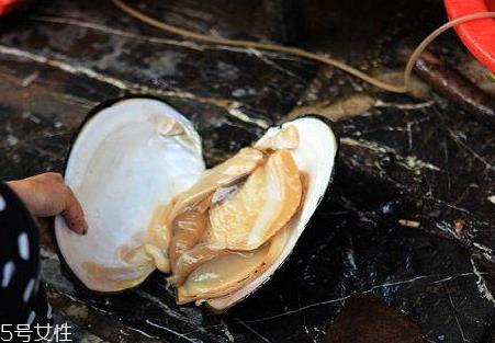 河蚌什么部位不能吃 河蚌不能吃部位图解 河蚌什么部位不能吃 河蚌不能吃部位图解