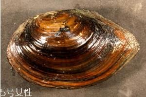河蚌什么部位不能吃 河蚌不能吃部位图解 河蚌什么部位不能吃 河蚌不能吃部位图解