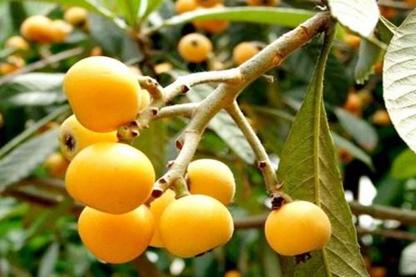 枇杷会不会过敏 枇杷会不会回奶 枇杷会不会过敏 枇杷会不会回奶