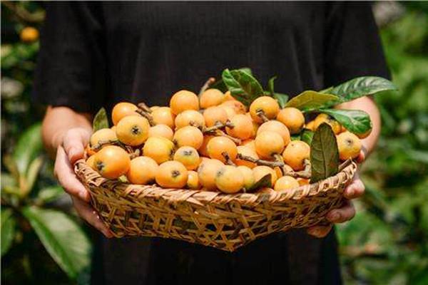 枇杷会不会过敏 枇杷会不会回奶 枇杷会不会过敏 枇杷会不会回奶