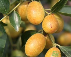 鲜枣的热量是多少?鲜枣每天吃多少? 鲜枣的热量是多少?鲜枣每天吃多少?