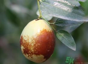 鲜枣的热量是多少?鲜枣每天吃多少? 鲜枣的热量是多少?鲜枣每天吃多少?