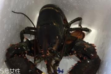 波士顿龙虾怎么杀?怎么杀波士顿龙虾? 波士顿龙虾怎么杀?怎么杀波士顿龙虾?