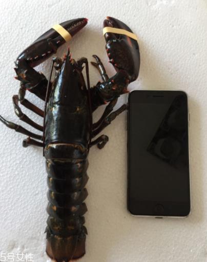 波士顿龙虾怎么杀?怎么杀波士顿龙虾? 波士顿龙虾怎么杀?怎么杀波士顿龙虾?