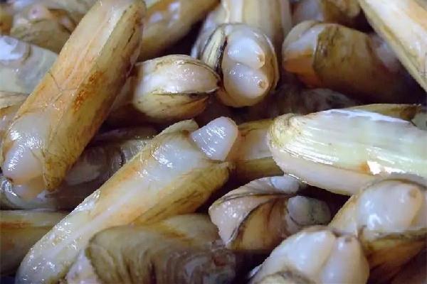 蛏子属于贝类吗 蛏子是海里的还是河里的 蛏子属于贝类吗 蛏子是海里的还是河里的