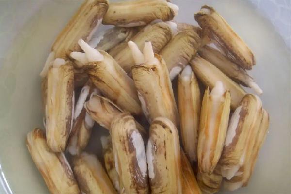 蛏子属于贝类吗 蛏子是海里的还是河里的 蛏子属于贝类吗 蛏子是海里的还是河里的