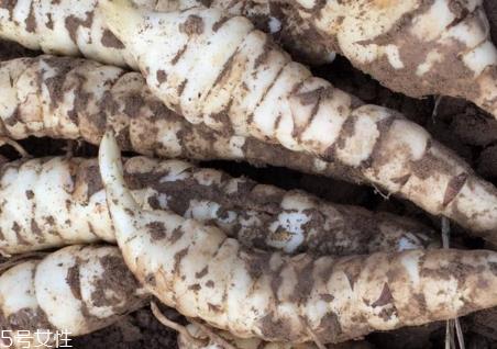 地笋怎么种植 地笋什么时候种植 地笋怎么种植 地笋什么时候种植