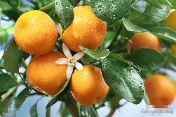 吃橘子可以喝牛奶吗 橘子可以和螃蟹一起吃吗 吃橘子可以喝牛奶吗 橘子可以和螃蟹一起吃吗