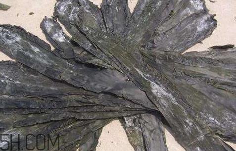 干海带上面白的是什么 其实是一种珍贵的成分 干海带上面白的是什么 其实是一种珍贵的成分