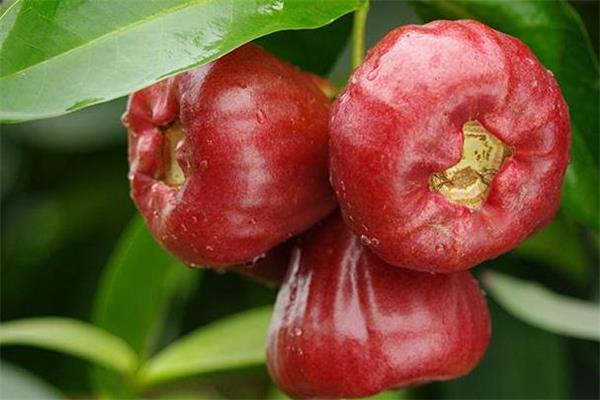 莲雾有点涩怎么办 先找准原因