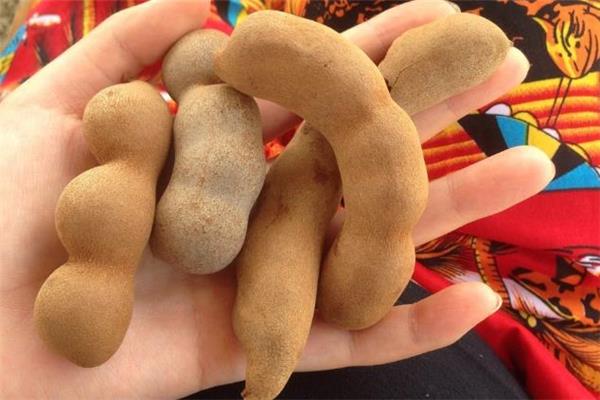 小孩能吃酸角吗 哪些人不能吃酸角 小孩能吃酸角吗 哪些人不能吃酸角