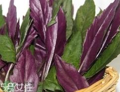 红背菜不能什么一起吃?红背菜和什么食物相克? 红背菜不能什么一起吃?红背菜和什么食物相克?