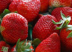 奶油草莓和普通草莓的区别 牛奶草莓和普通草莓的区别