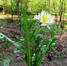 婆婆丁能包饺子吗?婆婆丁可以包饺子吗? 婆婆丁能包饺子吗?婆婆丁可以包饺子吗?