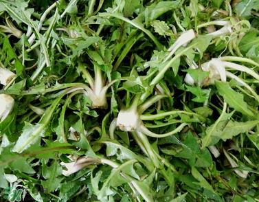 婆婆丁能包饺子吗?婆婆丁可以包饺子吗? 婆婆丁能包饺子吗?婆婆丁可以包饺子吗?