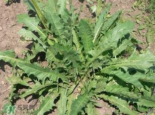 婆婆丁能包饺子吗?婆婆丁可以包饺子吗? 婆婆丁能包饺子吗?婆婆丁可以包饺子吗?