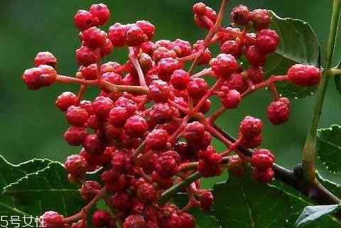 新鲜花椒如何长期保鲜 教你几个小技巧 新鲜花椒如何长期保鲜 教你几个小技巧