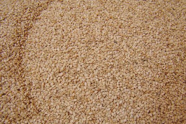 芝麻有哈喇味能吃吗 芝麻有哈喇味怎么办