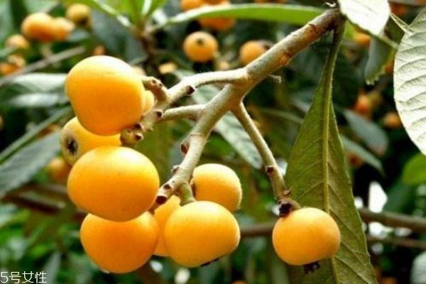 吃枇杷对人体的好处 吃枇杷的注意事项