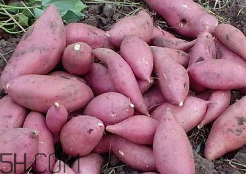 红薯大的好还是小的好 红薯是大个的好还是小个好 红薯大的好还是小的好 红薯是大个的好还是小个好