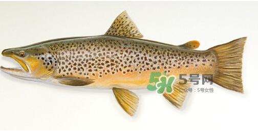 鳟鱼可以生吃吗?鳟鱼是海鱼还是淡水鱼 鳟鱼可以生吃吗?鳟鱼是海鱼还是淡水鱼