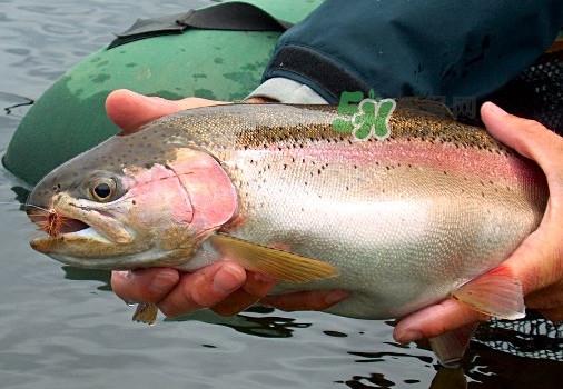 鳟鱼可以生吃吗?鳟鱼是海鱼还是淡水鱼 鳟鱼可以生吃吗?鳟鱼是海鱼还是淡水鱼