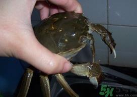 大闸蟹怎么洗?大闸蟹怎么洗才干净? 大闸蟹怎么洗?大闸蟹怎么洗才干净?