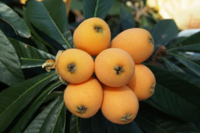 枇杷热量高吗 枇杷减肥的时候可以吃吗 枇杷热量高吗 枇杷减肥的时候可以吃吗