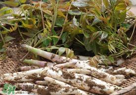 香椿和笋子能一起吃吗?香椿可以和笋一起吃吗? 香椿和笋子能一起吃吗?香椿可以和笋一起吃吗?