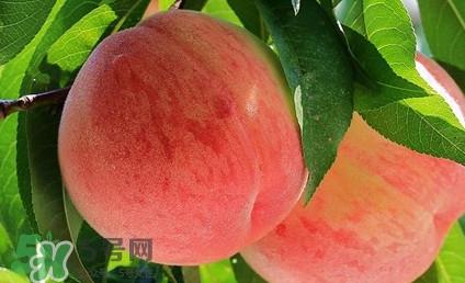 血桃孕妇可以吃吗?孕妇能吃血桃吗 血桃孕妇可以吃吗?孕妇能吃血桃吗