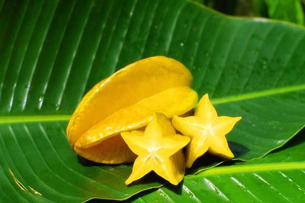 杨桃怎么判断生熟 杨桃不熟能吃吗 杨桃怎么判断生熟 杨桃不熟能吃吗