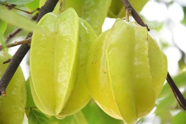 吃杨桃会中毒吗 吃杨桃中毒有哪些表现 吃杨桃会中毒吗 吃杨桃中毒有哪些表现