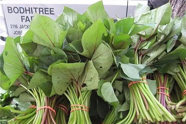 红薯藤能降尿酸吗 红薯藤有什么功效 红薯藤能降尿酸吗 红薯藤有什么功效