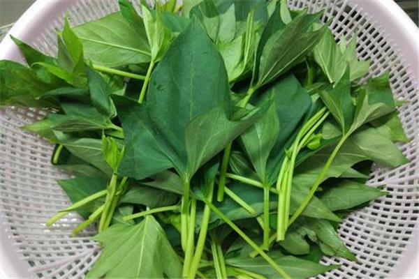 红薯藤能降尿酸吗 红薯藤有什么功效 红薯藤能降尿酸吗 红薯藤有什么功效