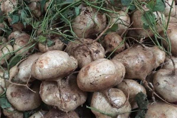 凉薯一天吃多少合适 糖尿病可以吃凉薯吗 凉薯一天吃多少合适 糖尿病可以吃凉薯吗