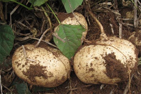 凉薯一天吃多少合适 糖尿病可以吃凉薯吗 凉薯一天吃多少合适 糖尿病可以吃凉薯吗