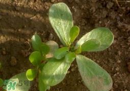 蚂蚱菜洗好后怎么保存?刚采的蚂蚱菜能存放几天 蚂蚱菜洗好后怎么保存?刚采的蚂蚱菜能存放几天