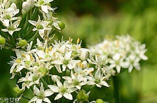 韭菜花和韭菜籽哪个好？韭菜花和韭菜籽的不同