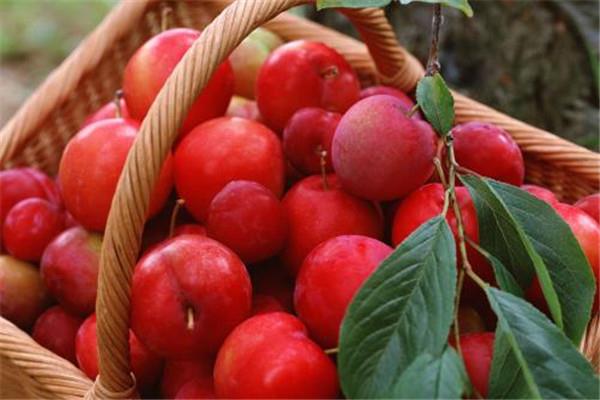 李子可以多吃吗 李子吃多了好吗