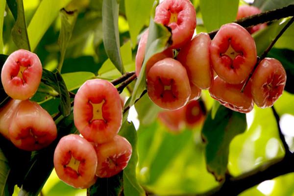 莲雾会不会过敏 莲雾过敏了怎么办