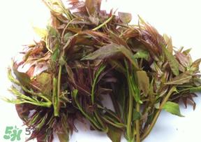 香椿放久了能吃吗？香椿可以放多久？