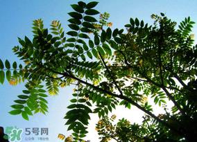 香椿放久了能吃吗？香椿可以放多久？