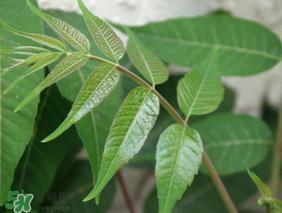 香椿放久了能吃吗？香椿可以放多久？