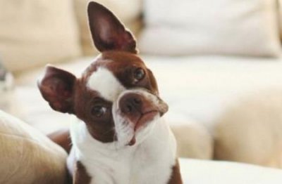 ​施耐庵水浒传金毛犬是哪位？施耐庵水浒传中金毛虎是哪位？