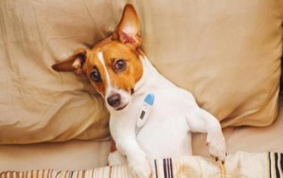 ​狗狗后面流血怎么回事？狗狗鼻子流血怎么回事？